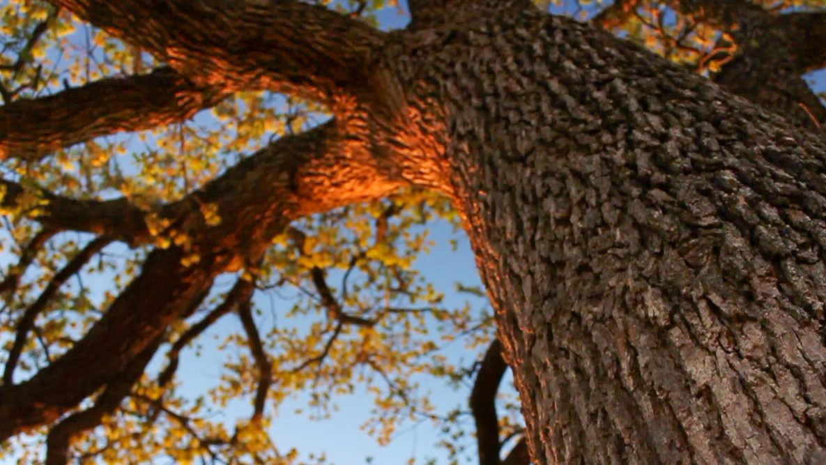Low-angle view of a large oak tree trunk and branches